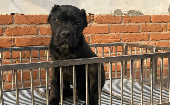 卡斯罗犬身体怎么样啊？