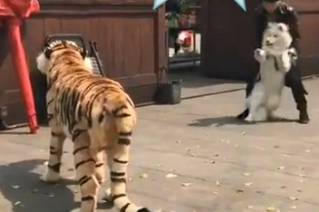 带萨摩耶出门散步，偶遇假老虎，萨摩耶：我这是谨慎