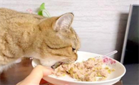 为什么猫食欲不振的原因