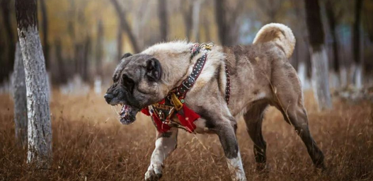 坎高犬最怕什么犬