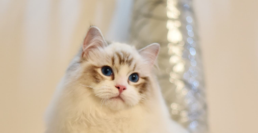 海山色成年布偶猫什么意思?海山色布偶猫多少钱一只?