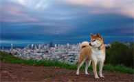 柴犬不听话可以打吗？让柴犬听话的办法？