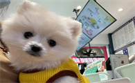 博美犬能活多少岁的寿命