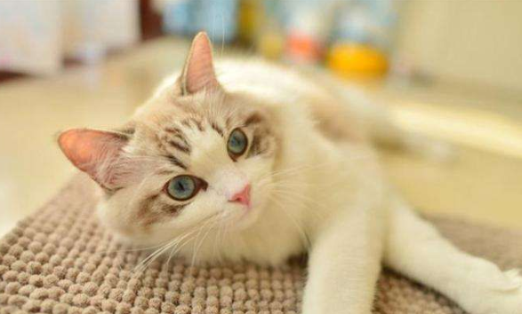 布偶猫瘦是什么原因?布偶猫瘦着两个方法就可以解决! 布偶猫瘦是什么原因?布偶猫瘦着两个方法就可以解决!