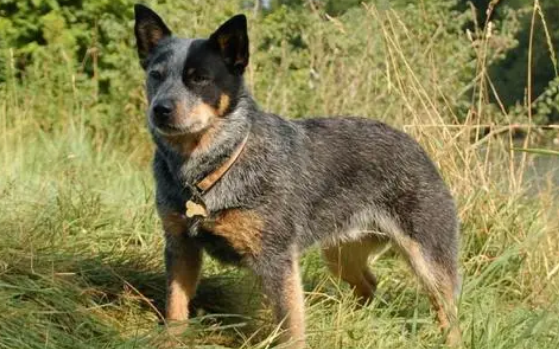 澳洲牧牛犬的优缺点呢? 澳洲牧牛犬的优缺点呢?