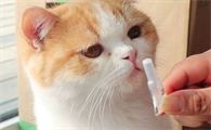 小猫驱虫完会有什么反应啊
