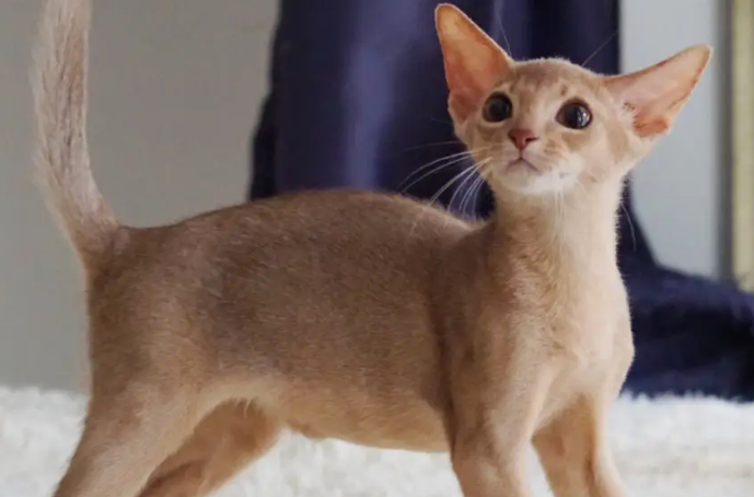 阿比西尼亚猫养不熟