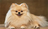 博美狗狗怎么训练才听话