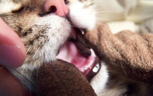 猫口腔溃疡流口水怎么办? 猫口腔溃疡流口水怎么办?