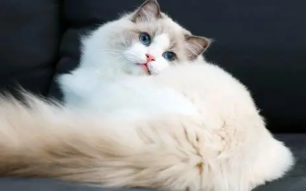 布偶猫挑食吃什么猫粮?布偶猫挑食喂食这两种猫粮最好! 布偶猫挑食吃什么猫粮?布偶猫挑食喂食这两种猫粮最好!