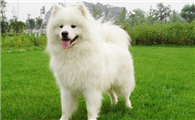 萨摩耶犬聪明吗?能够听懂人的话?