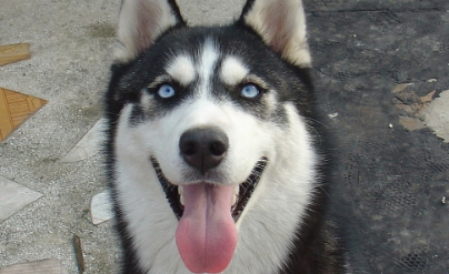 哈士奇有没有狼的血统 哈士奇是什么性格的犬种 哈士奇有没有狼的血统 哈士奇是什么性格的犬种