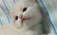 布偶猫浅蓝色眼睛是怎么回事？来看看吧