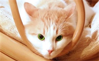 母猫看不见人就叫怎么办？宠主看过来