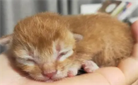 没有睁眼的猫咪怎么养活它