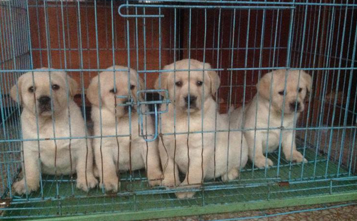 重庆犬舍哪家最好