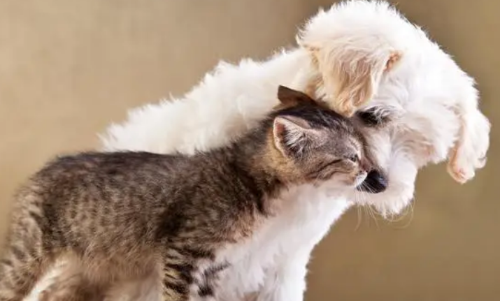家里猫怕狗怎么办？