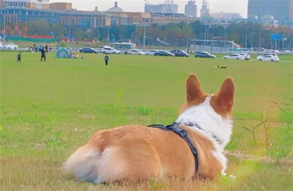 柯基多久来一次大姨妈正常