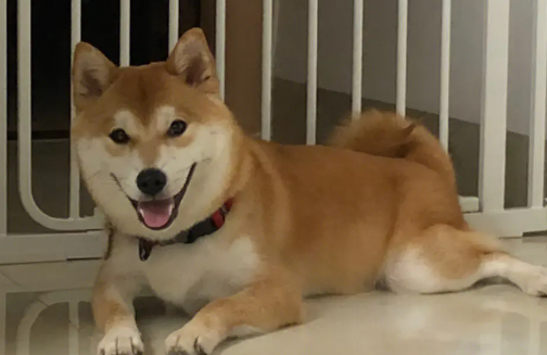 柴犬舌头颜色？柴犬舌头什么颜色最好？