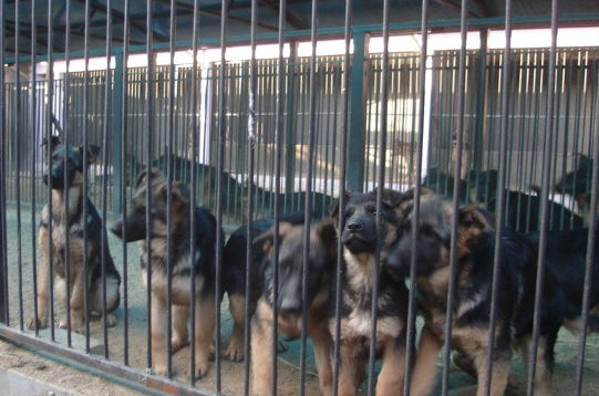 沈阳犬舍哪家最好