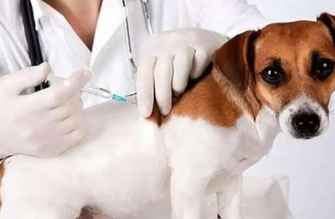 狗狗需要经常驱虫吗，狗狗驱虫时间是什么时候?