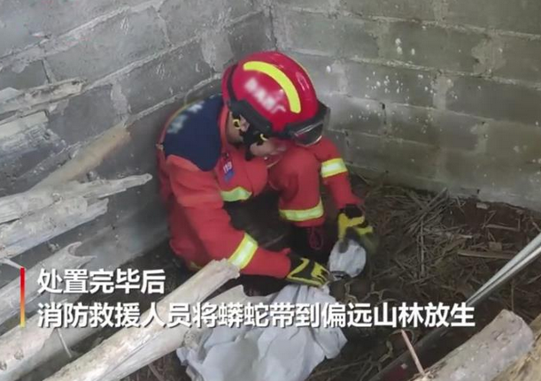 广西玉林发现25斤大蟒蛇,一口吞下一只大鹅 广西玉林发现25斤大蟒蛇,一口吞下一只大鹅