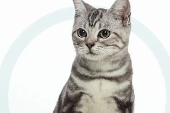 猫身上长跳蚤怎么办？