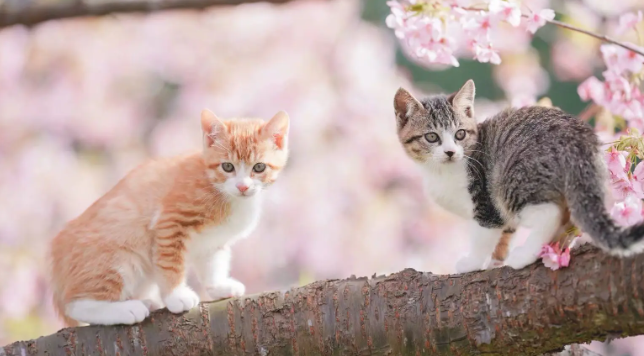 猫咪掉毛的原因?如何对待猫咪掉毛? 猫咪掉毛的原因?如何对待猫咪掉毛?