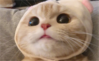 猫咪为什么会有鱼鳞毛发呢