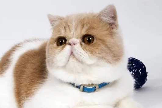 加菲猫只认一个主人吗为什么