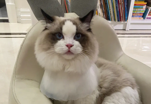 布偶猫一个月吃几斤猫粮?布偶猫吃什么好? 布偶猫一个月吃几斤猫粮?布偶猫吃什么好?