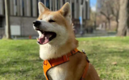柴犬和秋田犬会掉毛吗 柴犬和秋田犬掉毛的原因有哪些 柴犬和秋田犬会掉毛吗 柴犬和秋田犬掉毛的原因有哪些