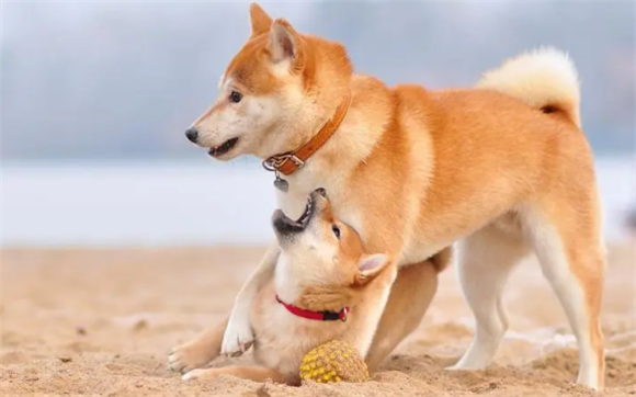 柴犬出生多久性成熟了 柴犬出生多久性成熟了