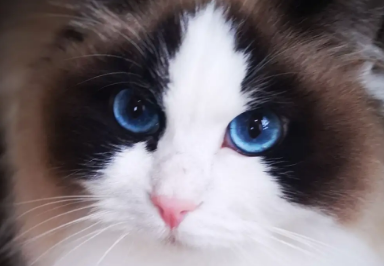 布偶猫吃什么什么蔬菜好？这几样蔬菜对布偶猫身体大大的好