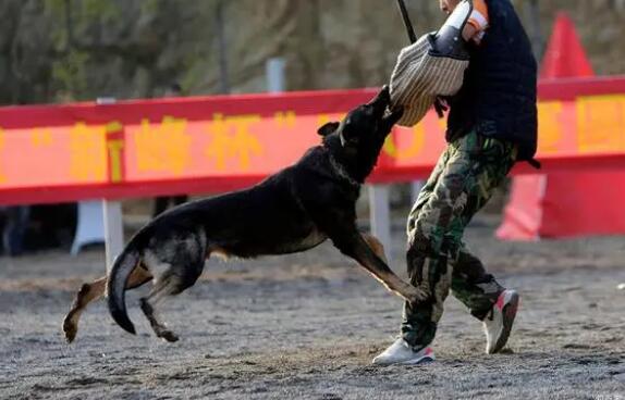 杜宾犬幼犬训练 杜宾犬幼犬训练
