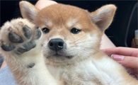 柴犬能活多久？原来柴犬只能陪伴我们这么短的时间！