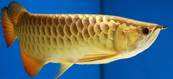 金龙鱼多久喂食一次比较好