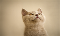为什么我家猫一吃肉就会拉稀