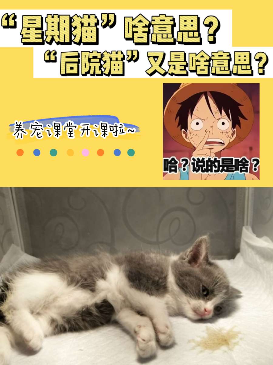 “星期猫”“后院猫”都是什么意思？