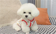 比熊幼犬的毛是怎么样的呢