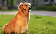 金毛犬一直流口水是什么原因造成的