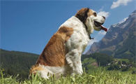 圣伯纳犬好养吗?每胎生几个?