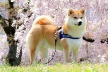 柴犬幼犬能吃鸡蛋黄吗 柴犬吃鸡蛋黄的好处 柴犬幼犬能吃鸡蛋黄吗 柴犬吃鸡蛋黄的好处