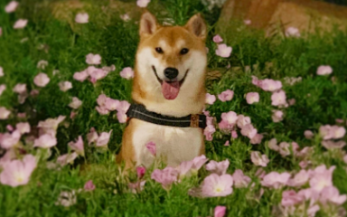 柴犬一天喂几次 给柴犬喂食的时候需要注意什么 柴犬一天喂几次 给柴犬喂食的时候需要注意什么