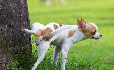 狗狗尿道口脓状液体怎么办? 狗狗尿道口脓状液体怎么办?