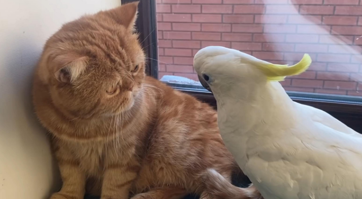 养了一年的鹦鹉被猫吃了