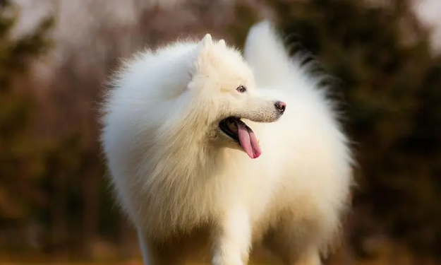 萨摩耶幼犬生病的症状有哪些？想养的铲屎官看看