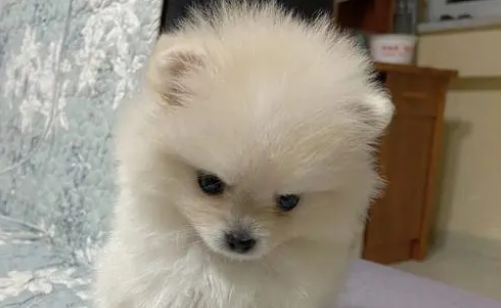 两个月博美得了细小好转迹象 两个月博美得了细小好转迹象