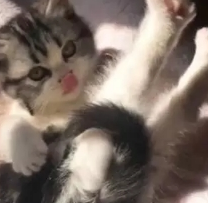 铲屎官给猫咪睡觉的地方太小,思考了下,猫咪就把自己折叠了起来 铲屎官给猫咪睡觉的地方太小,思考了下,猫咪就把自己折叠了起来