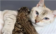 怀孕的母猫有耳螨怎么办?